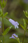 Limestone calamint